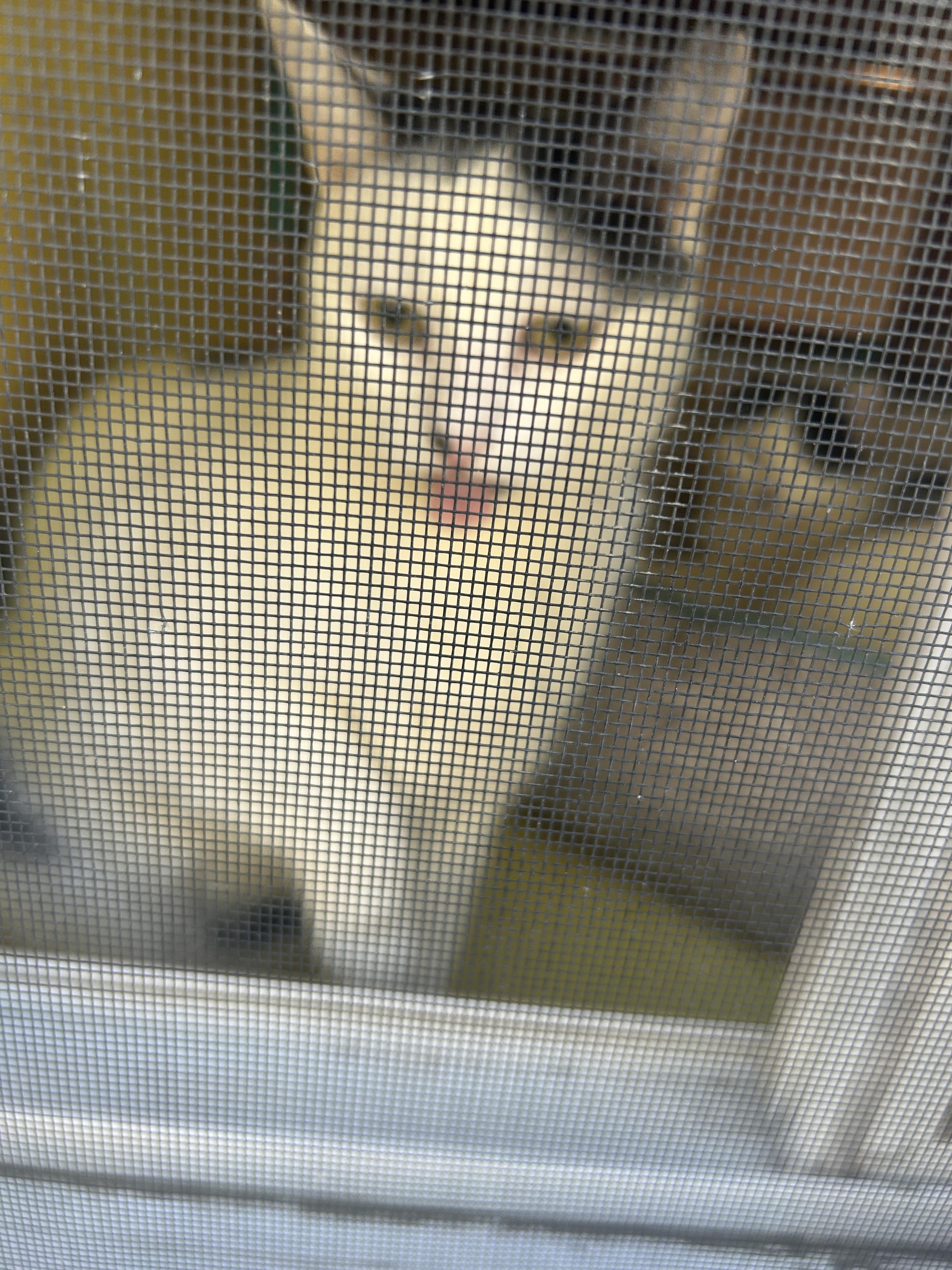 Enlarge Tipsy, a Adoptable mixed breed in Havertown, PA image 6/6