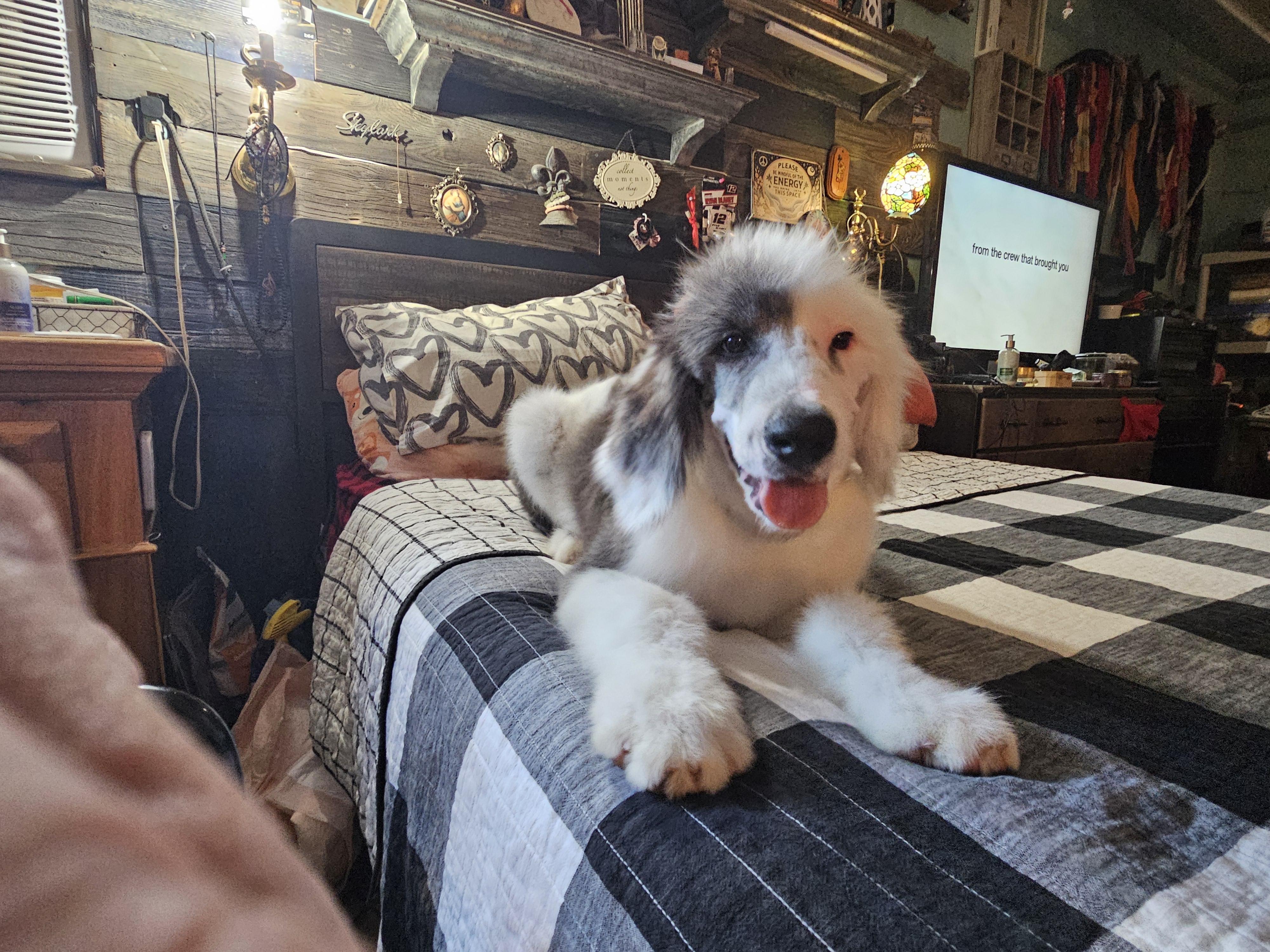 Leonardo, an adoptable Sheepadoodle, Standard Poodle in Phelan, CA, 92371 | Photo Image 1