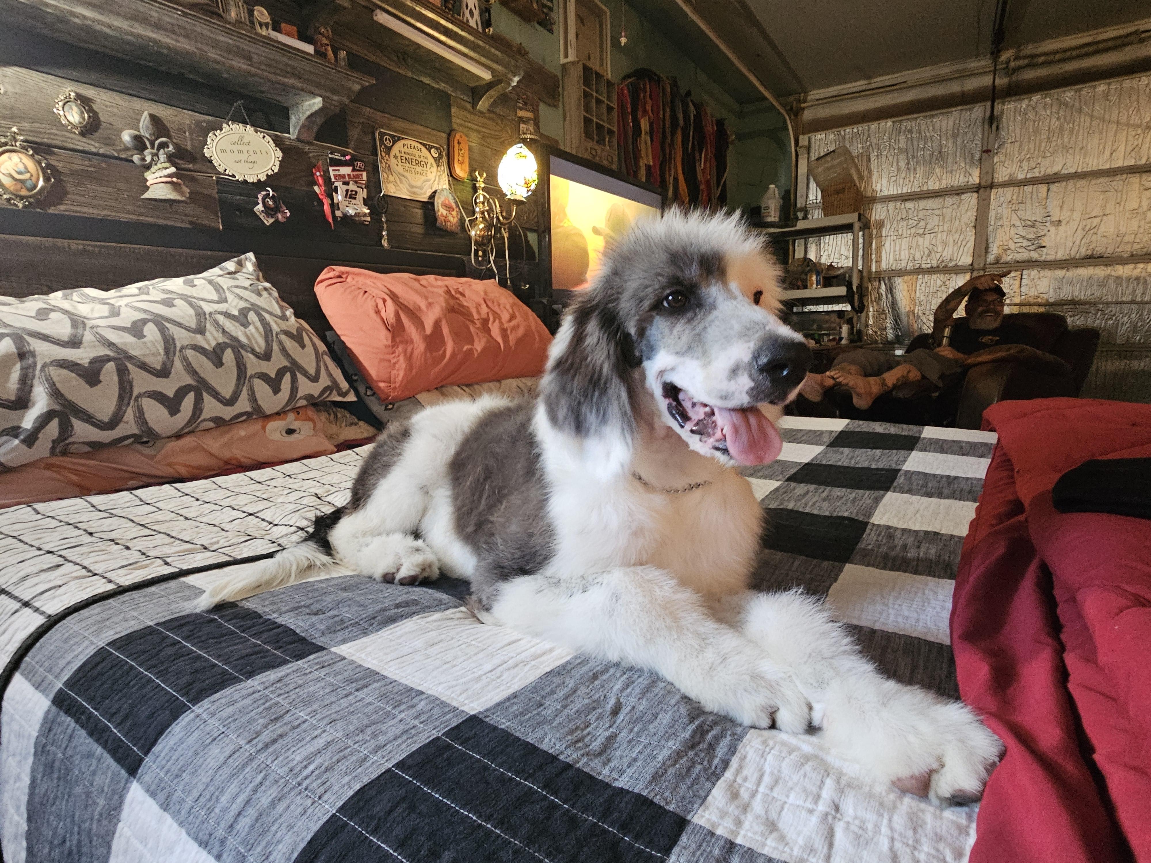 Leonardo, an adoptable Sheepadoodle, Standard Poodle in Phelan, CA, 92371 | Photo Image 3