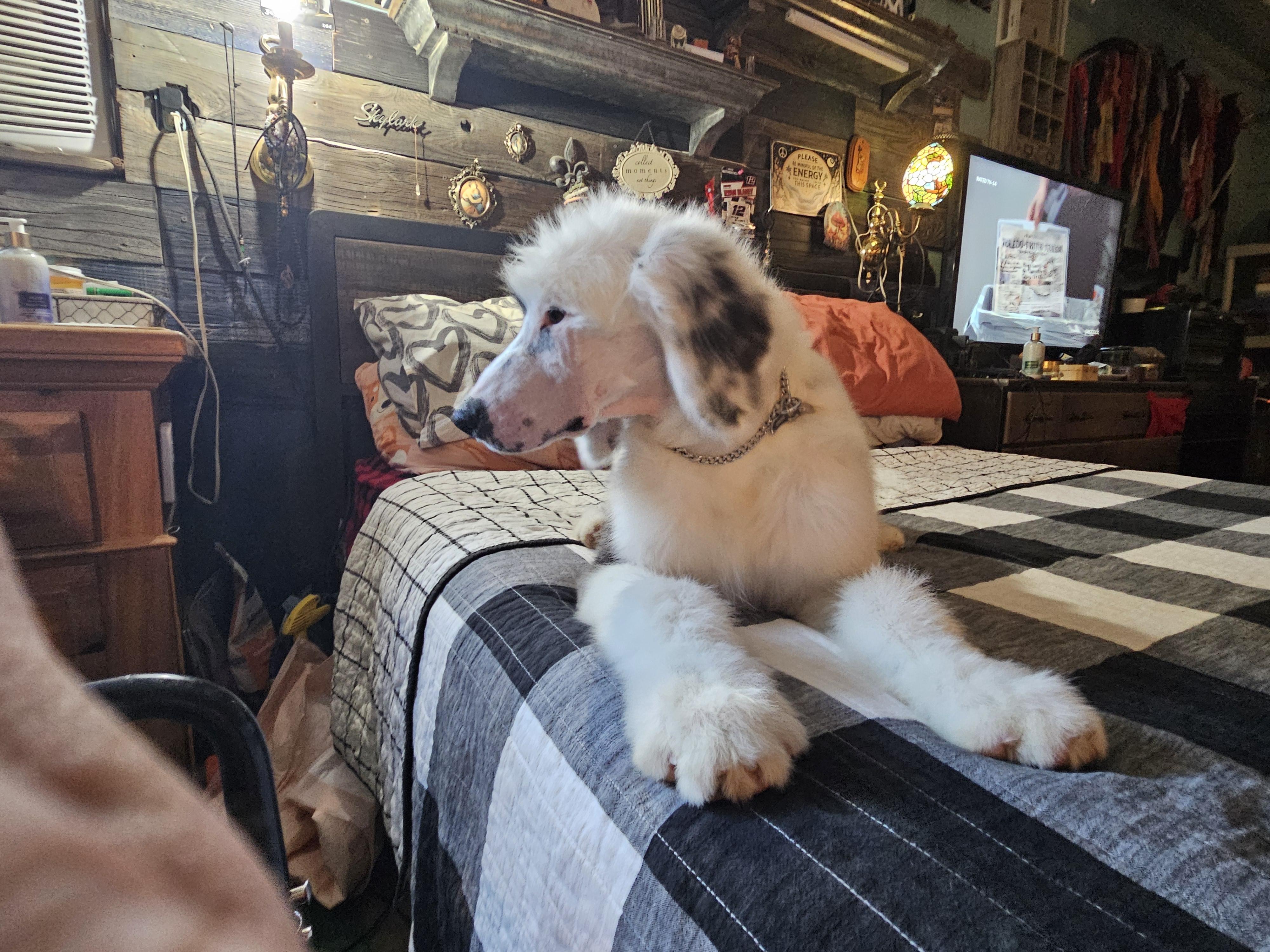 Leonardo, an adoptable Sheepadoodle, Standard Poodle in Phelan, CA, 92371 | Photo Image 2