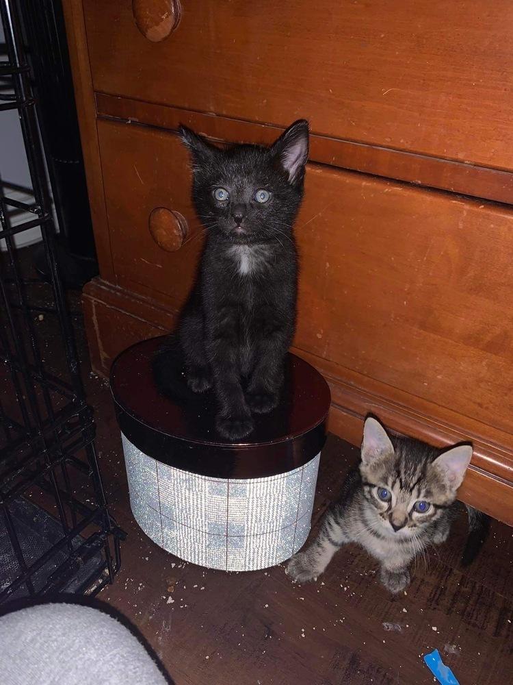 Enlarge SUNNY, a Adoptable Domestic Short Hair in Calimesa, CA image 2/3