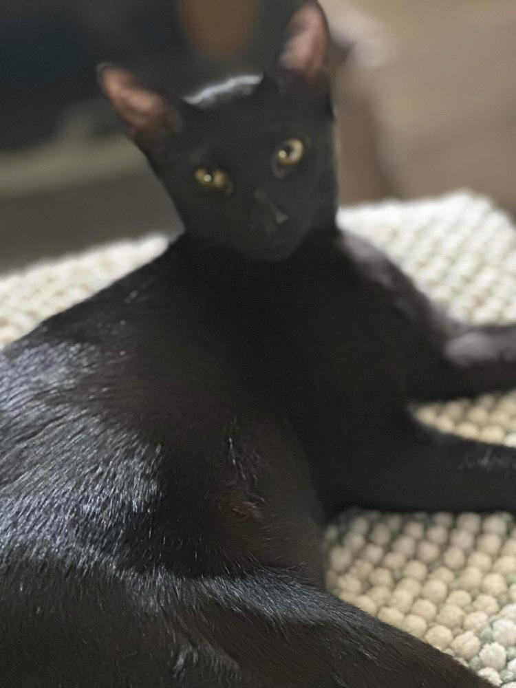 SUNNY, Adoptable, Kitten Female Domestic Short Hair.