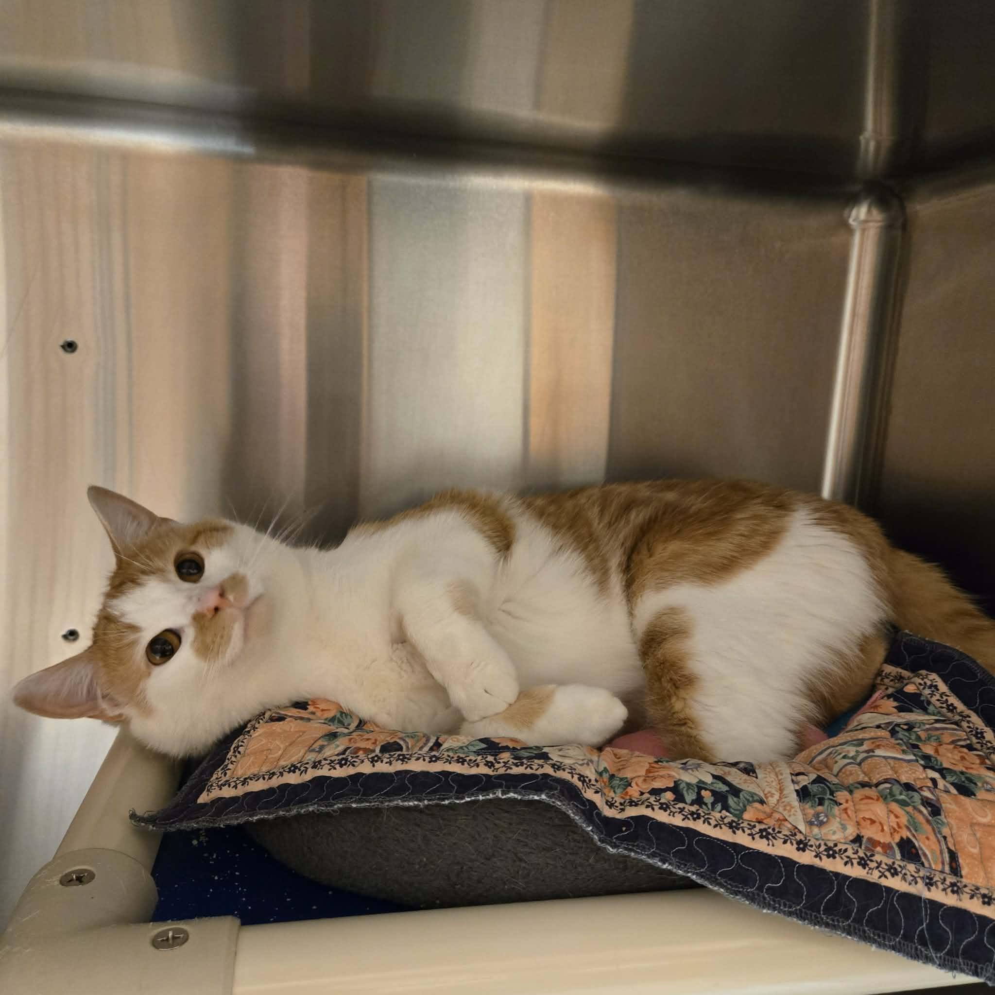 Enlarge Rusty Muffins, a ADOPTABLE Domestic Short Hair in West Branch, MI image 2/2