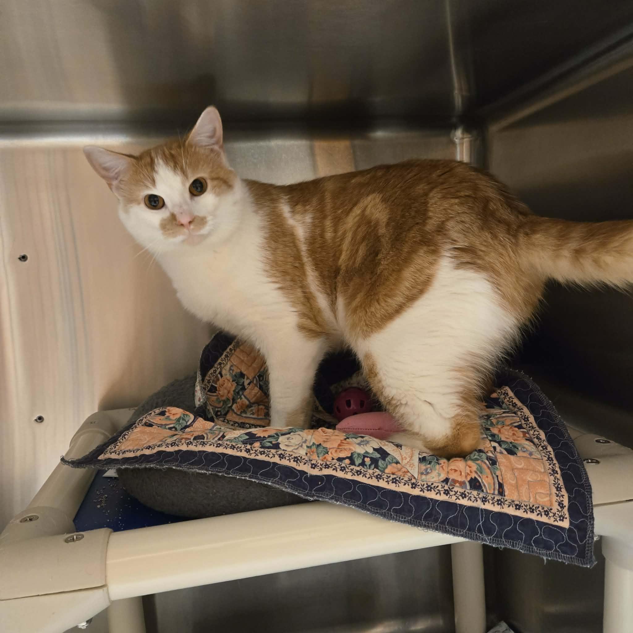 Enlarge Rusty Muffins, a ADOPTABLE Domestic Short Hair in West Branch, MI image 1/2