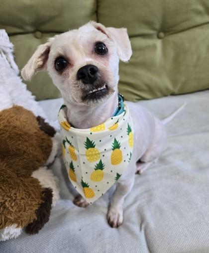 Enlarge Bugsy, an adopted mixed breed in Marathon , FL image 1/1