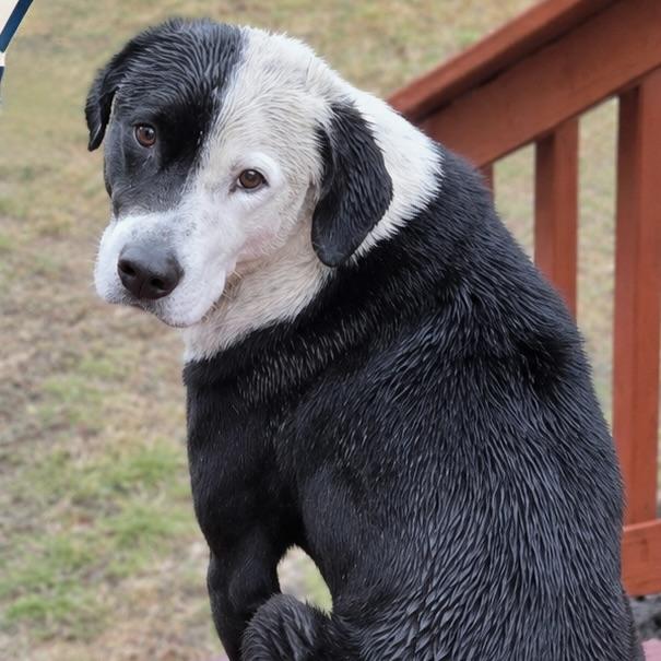 Enlarge Tiny, a Adoptable mixed breed in Stowe, VT image 3/6