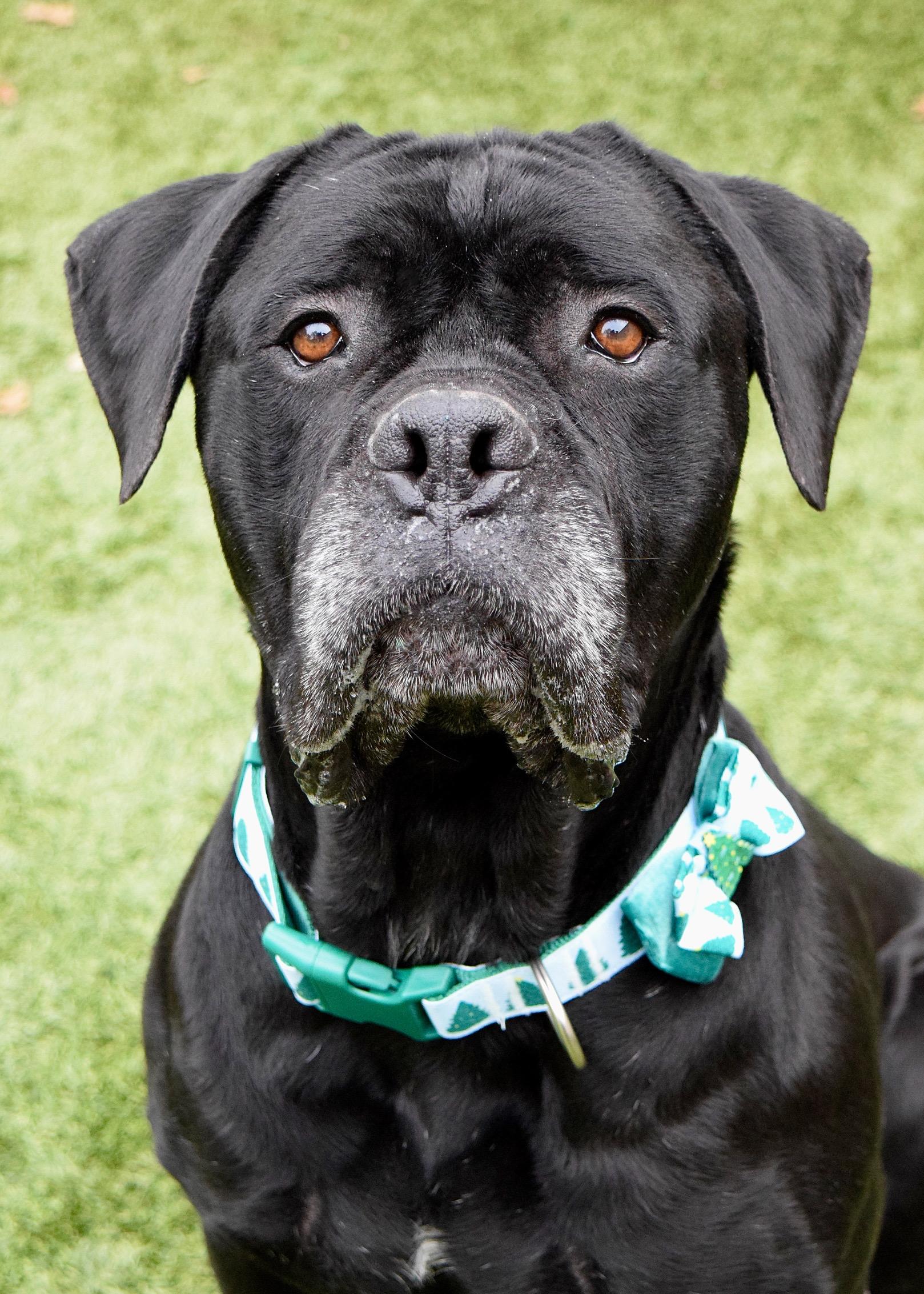 She-Ra, a Adoptable Mastiff in Dublin, CA image 1/6