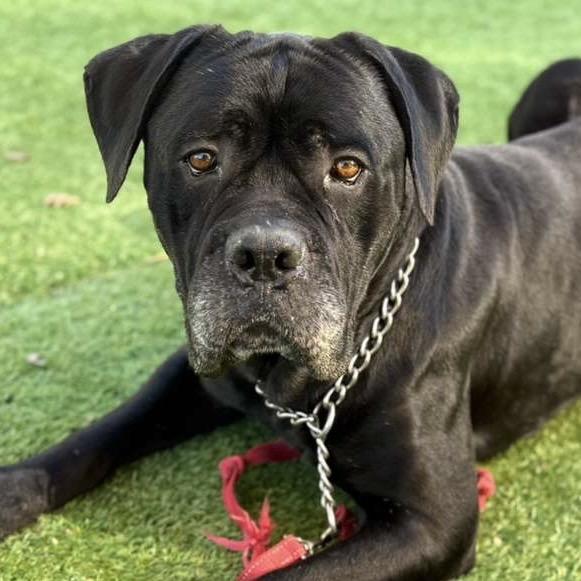 She-Ra, a Adoptable Mastiff in Dublin, CA image 6/6