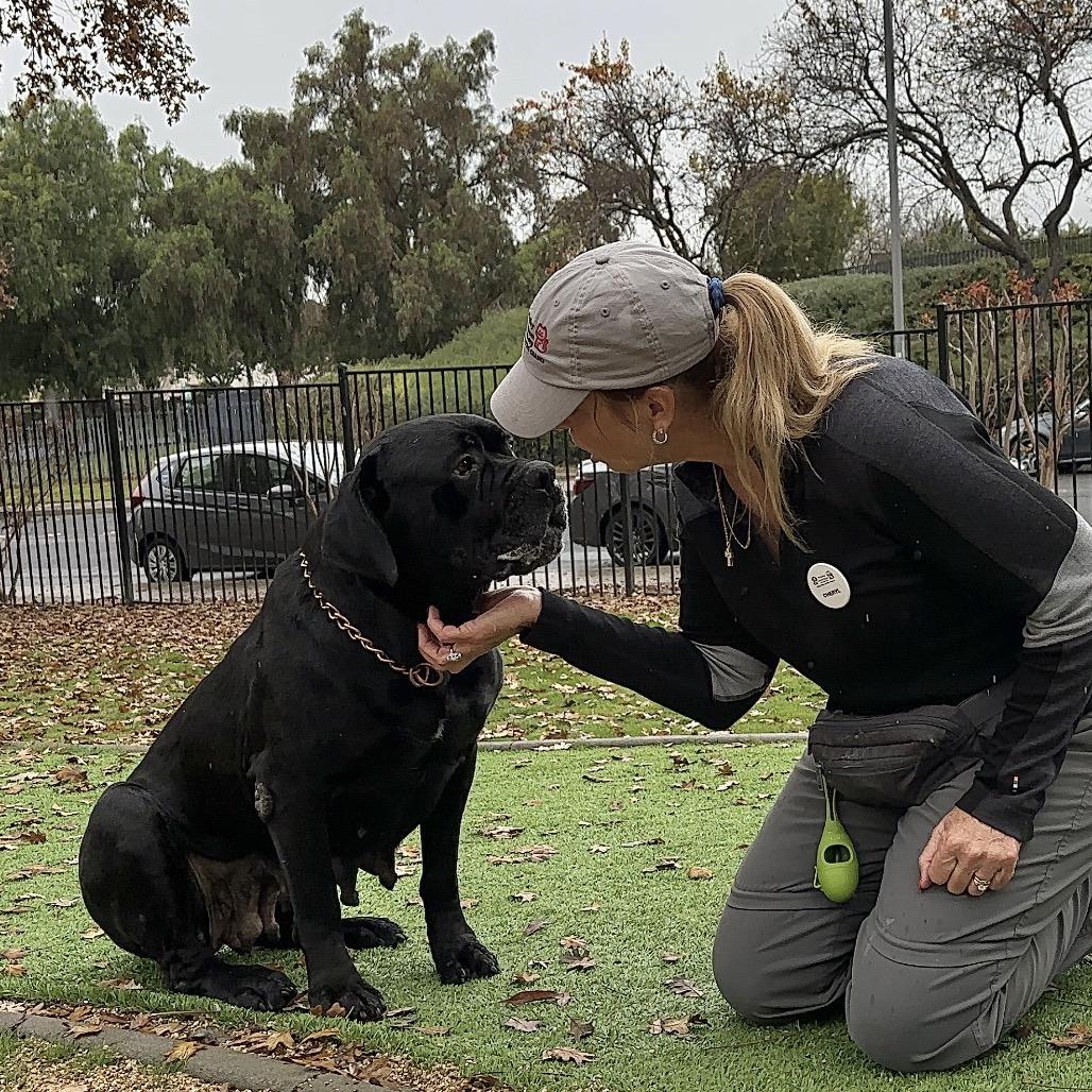 She-Ra, a Adoptable Mastiff in Dublin, CA image 5/6