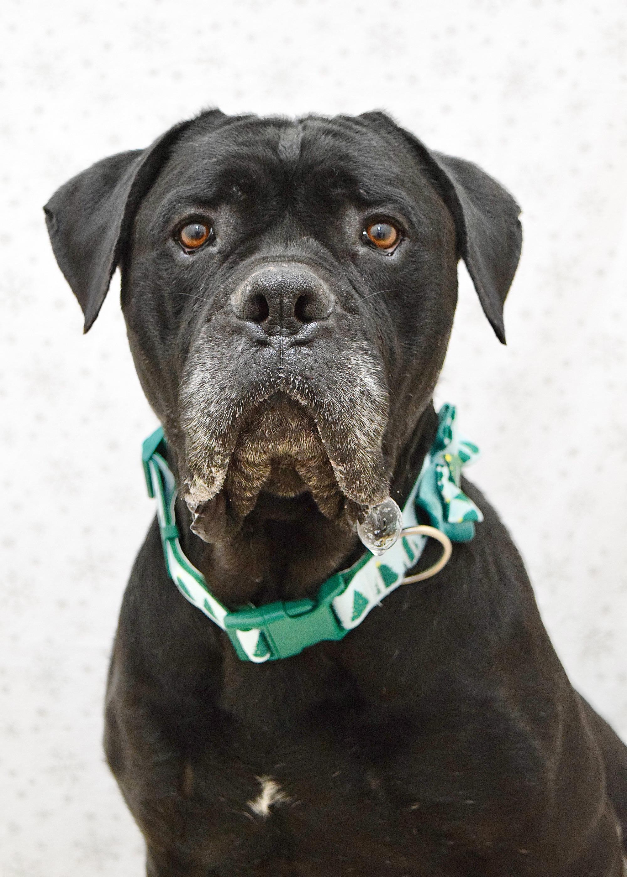 She-Ra, a Adoptable Mastiff in Dublin, CA image 2/6