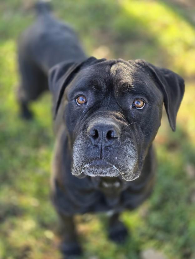 She-Ra, a Adoptable Mastiff in Dublin, CA image 5/6
