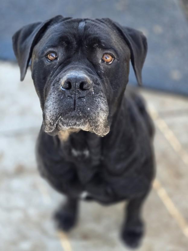 She-Ra, a Adoptable Mastiff in Dublin, CA image 4/6