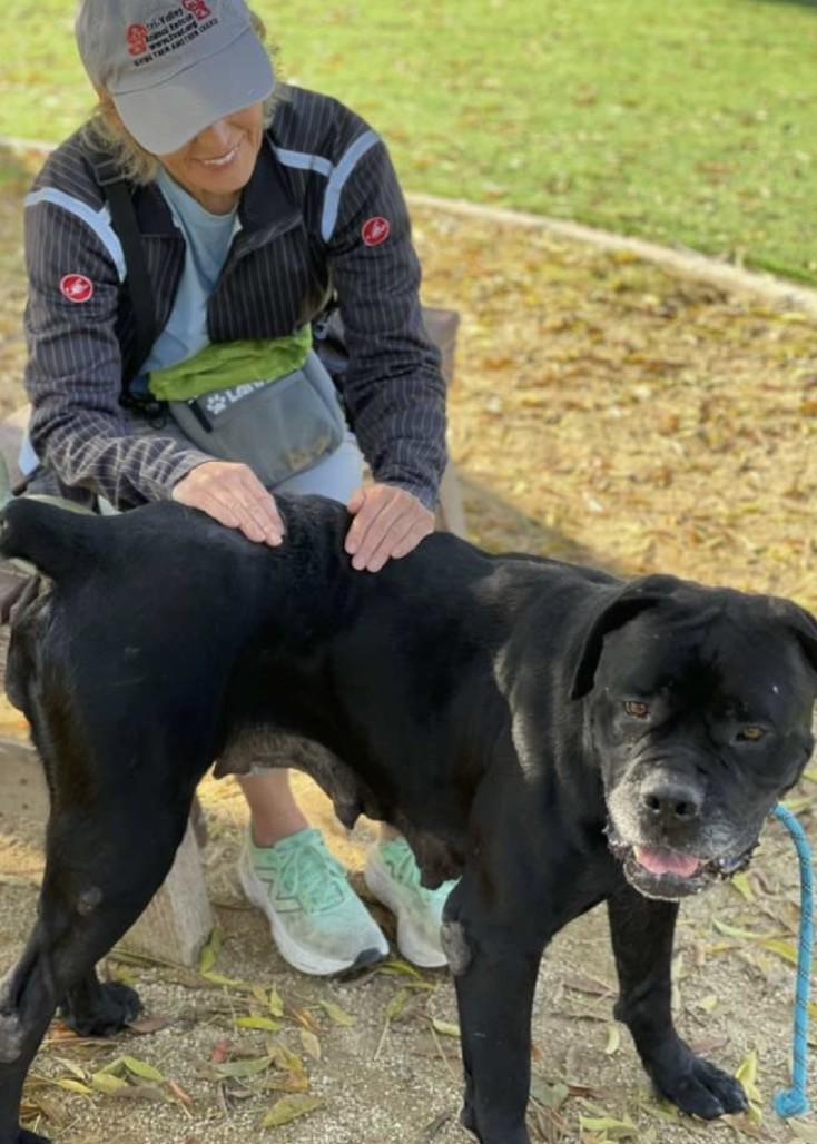 She-Ra, a Adoptable Mastiff in Dublin, CA image 3/6