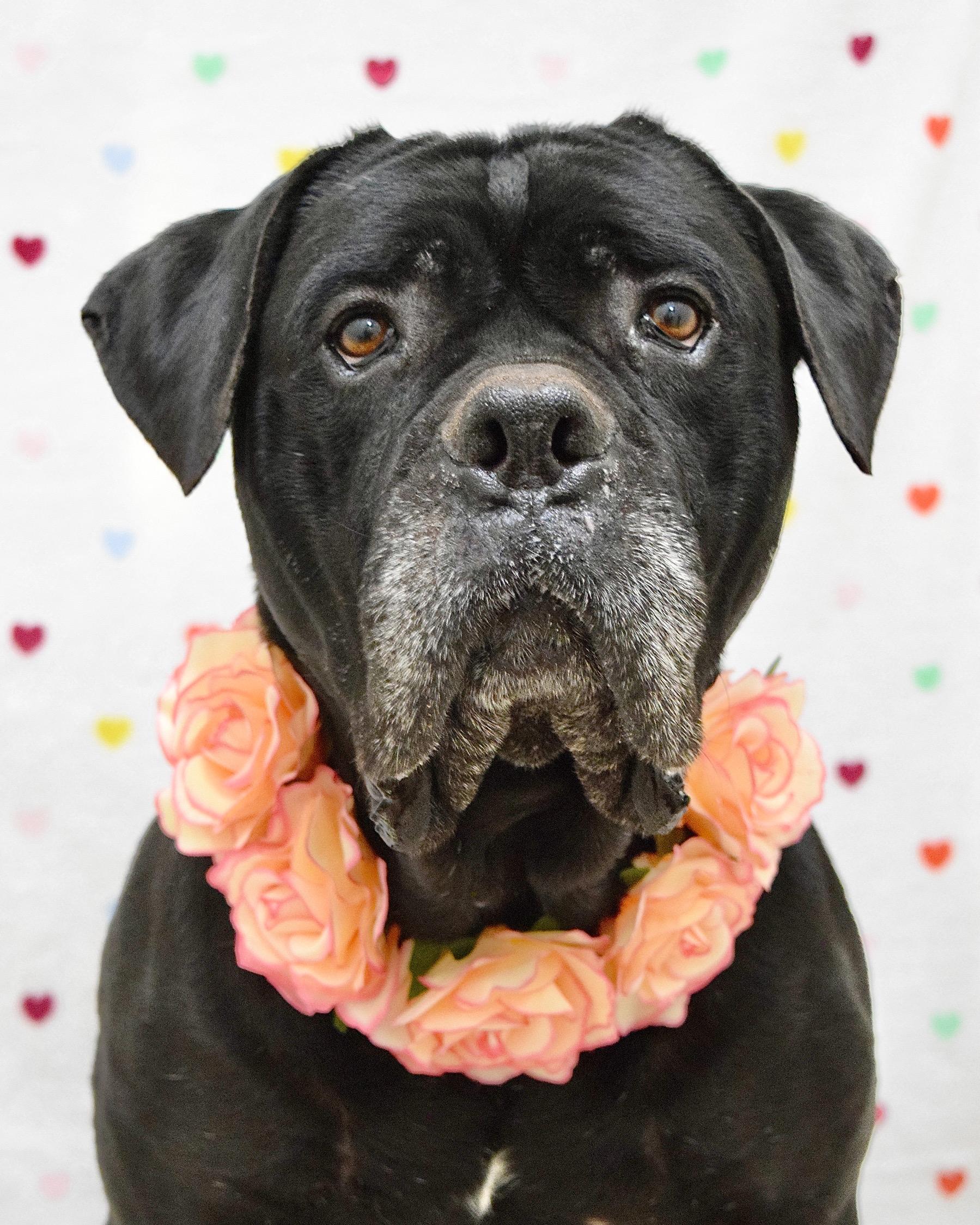 She-Ra, Adoptable, Senior Female Mastiff.