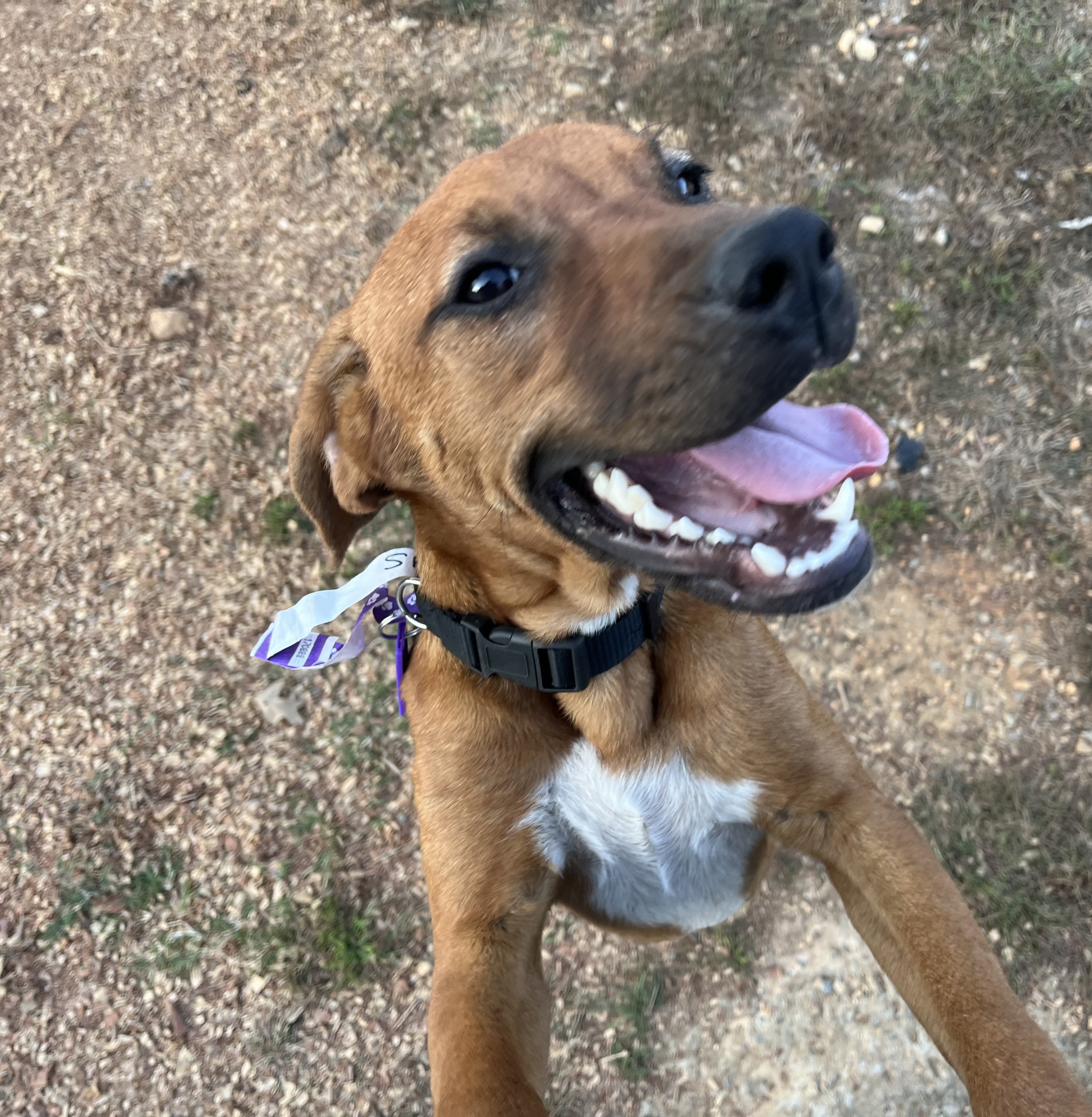 Enlarge Sassy, a Adoptable mixed breed in Melbourne, AR image 4/4