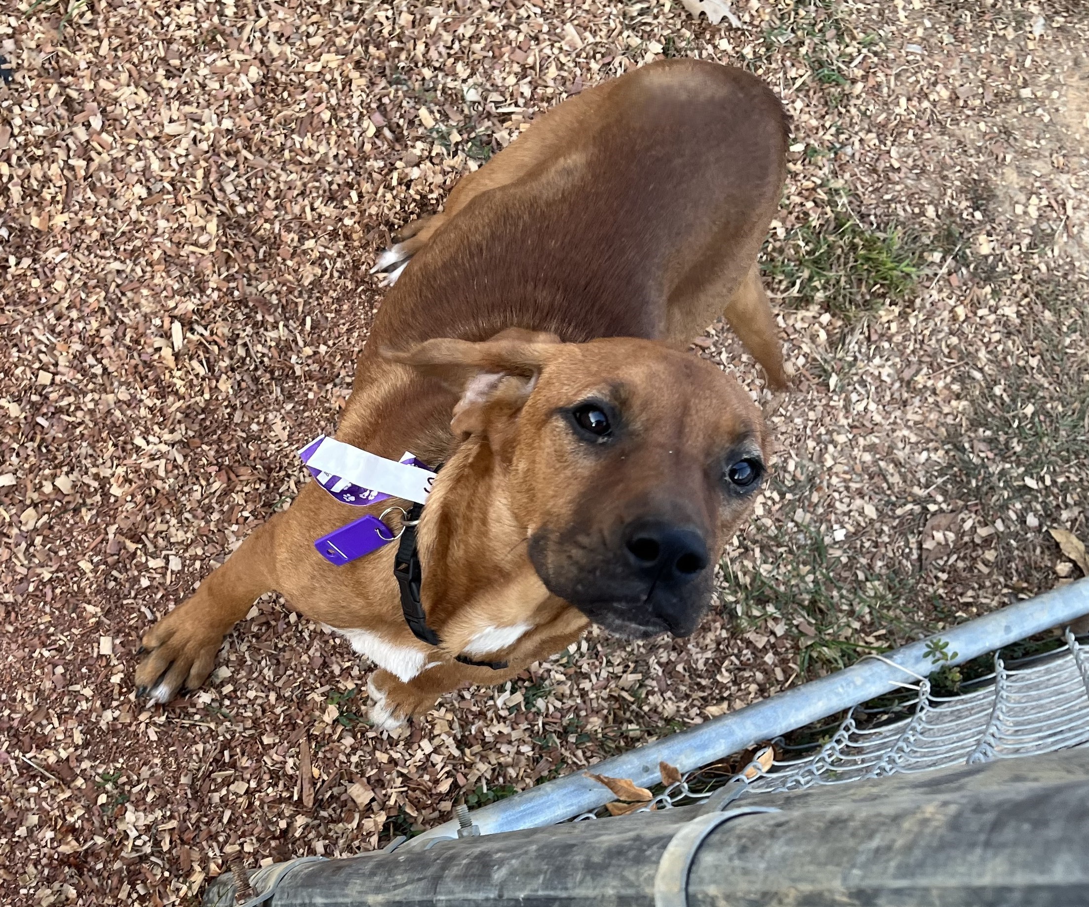 Enlarge Sassy, a Adoptable mixed breed in Melbourne, AR image 3/4