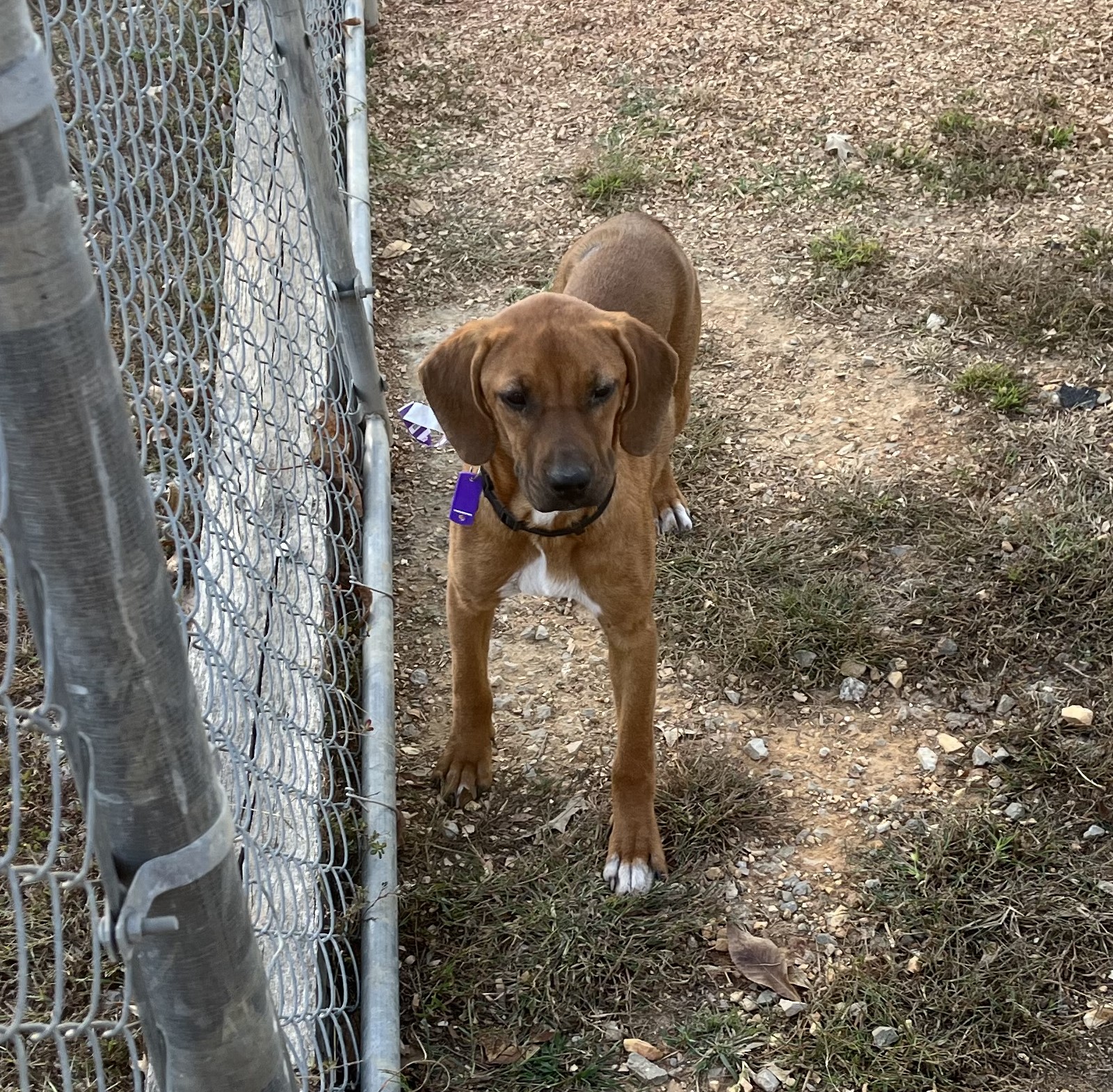 Enlarge Sassy, a Adoptable mixed breed in Melbourne, AR image 2/4