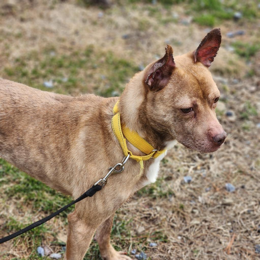 Reggie, Adoptable, Adult Male Terrier.