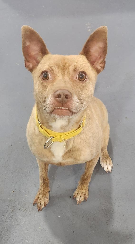 Reggie, Adoptable, Adult Male Terrier.