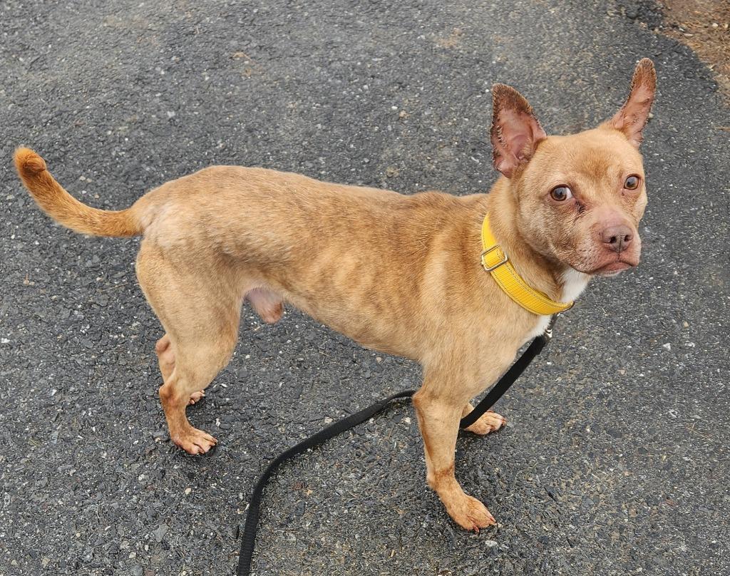 Enlarge Reggie, a Adoptable Terrier in Walnutport, PA image 2/3