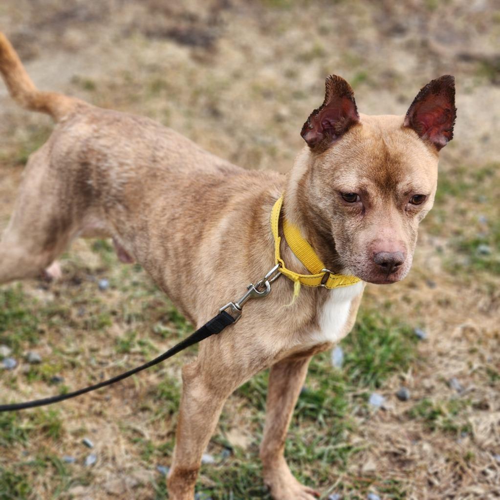 Enlarge Reggie, a Adoptable Terrier in Walnutport, PA image 3/3
