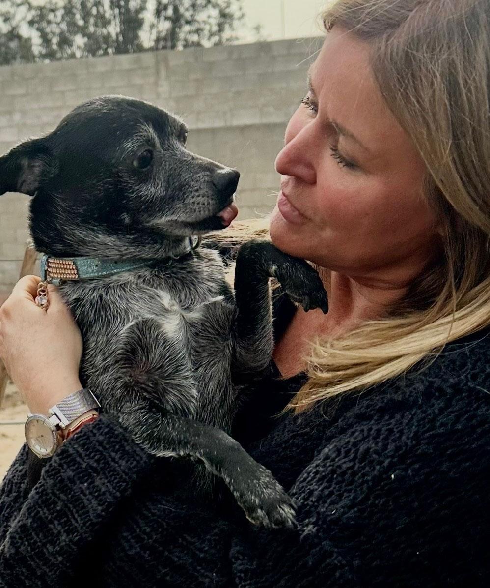 Enlarge Henry loves everyone, an adopted mixed breed in Toluca Lake, CA image 1/4