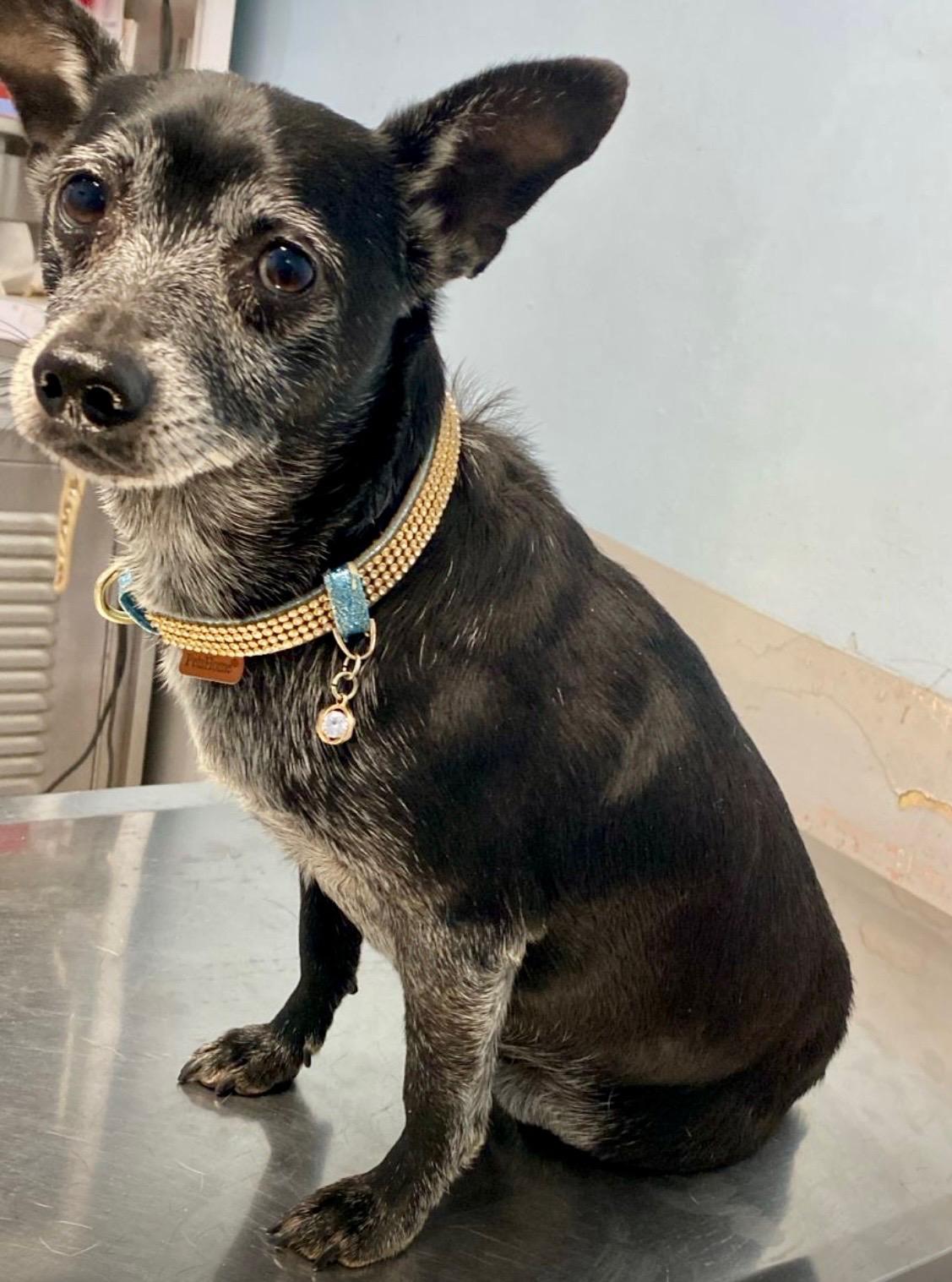 Enlarge Henry loves everyone, an adopted mixed breed in Toluca Lake, CA image 2/4