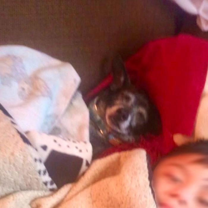 Enlarge Henry loves everyone, an adopted mixed breed in Toluca Lake, CA image 3/4