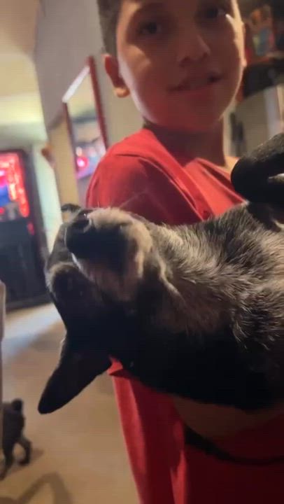 Enlarge Henry loves everyone, an adopted mixed breed in Toluca Lake, CA video 4/4