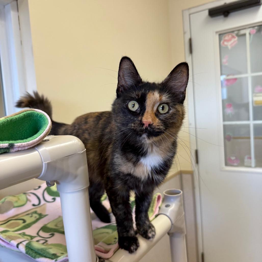 Enlarge Pixie, a Adoptable Domestic Medium Hair in Naperville, IL image 1/2