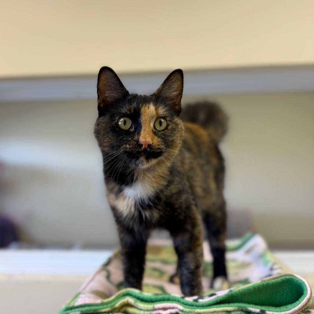 Enlarge Pixie, a Adoptable Domestic Medium Hair in Naperville, IL image 2/2