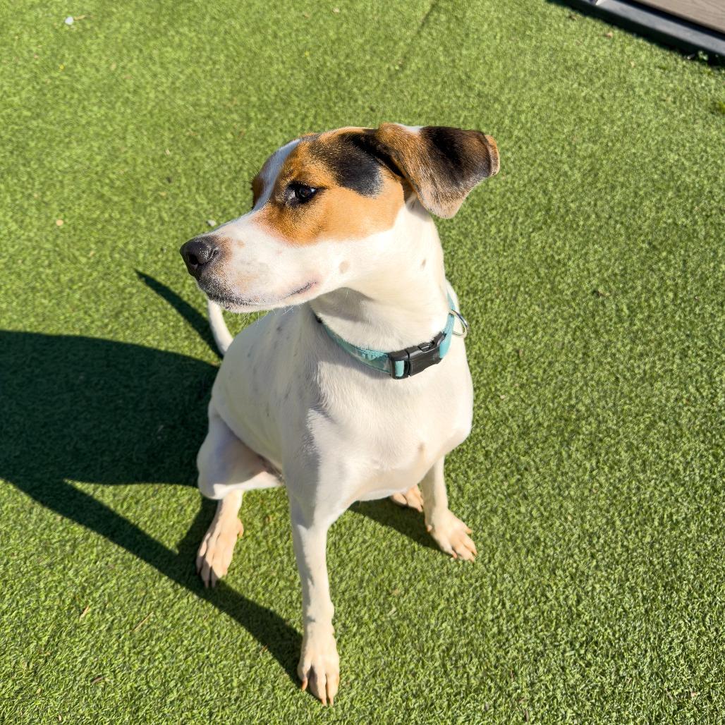 Snow, Adoptable, Young Female Hound & Mixed Breed.