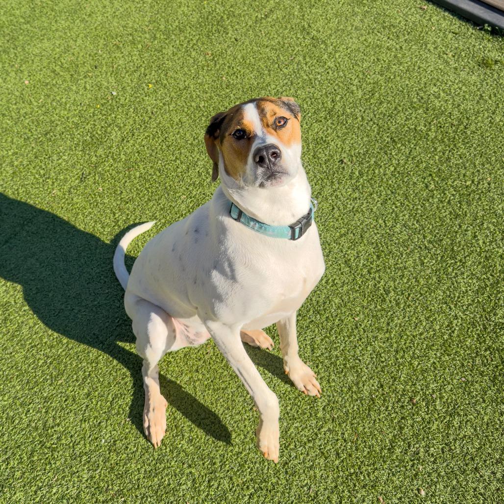 Enlarge Snow, a Adoptable mixed breed in Gainesville, GA image 2/3