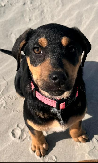 Enlarge Moonshine, a ADOPTABLE mixed breed in Eutawville, SC image 2/5