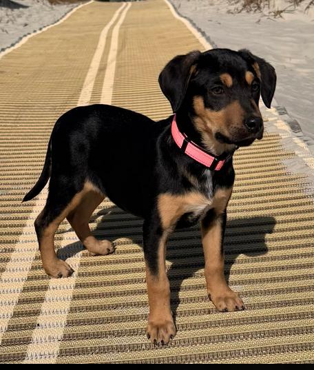 Enlarge Moonshine, a ADOPTABLE mixed breed in Eutawville, SC image 3/5