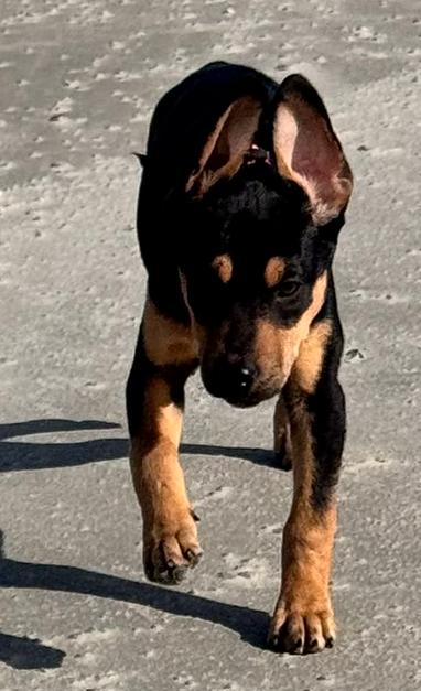 Enlarge Moonshine, a ADOPTABLE mixed breed in Eutawville, SC image 5/5