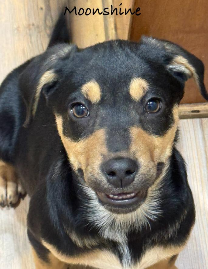 Enlarge Moonshine, a ADOPTABLE mixed breed in Eutawville, SC image 1/5