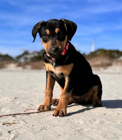 Enlarge Moonshine, a ADOPTABLE mixed breed in Eutawville, SC image 4/5