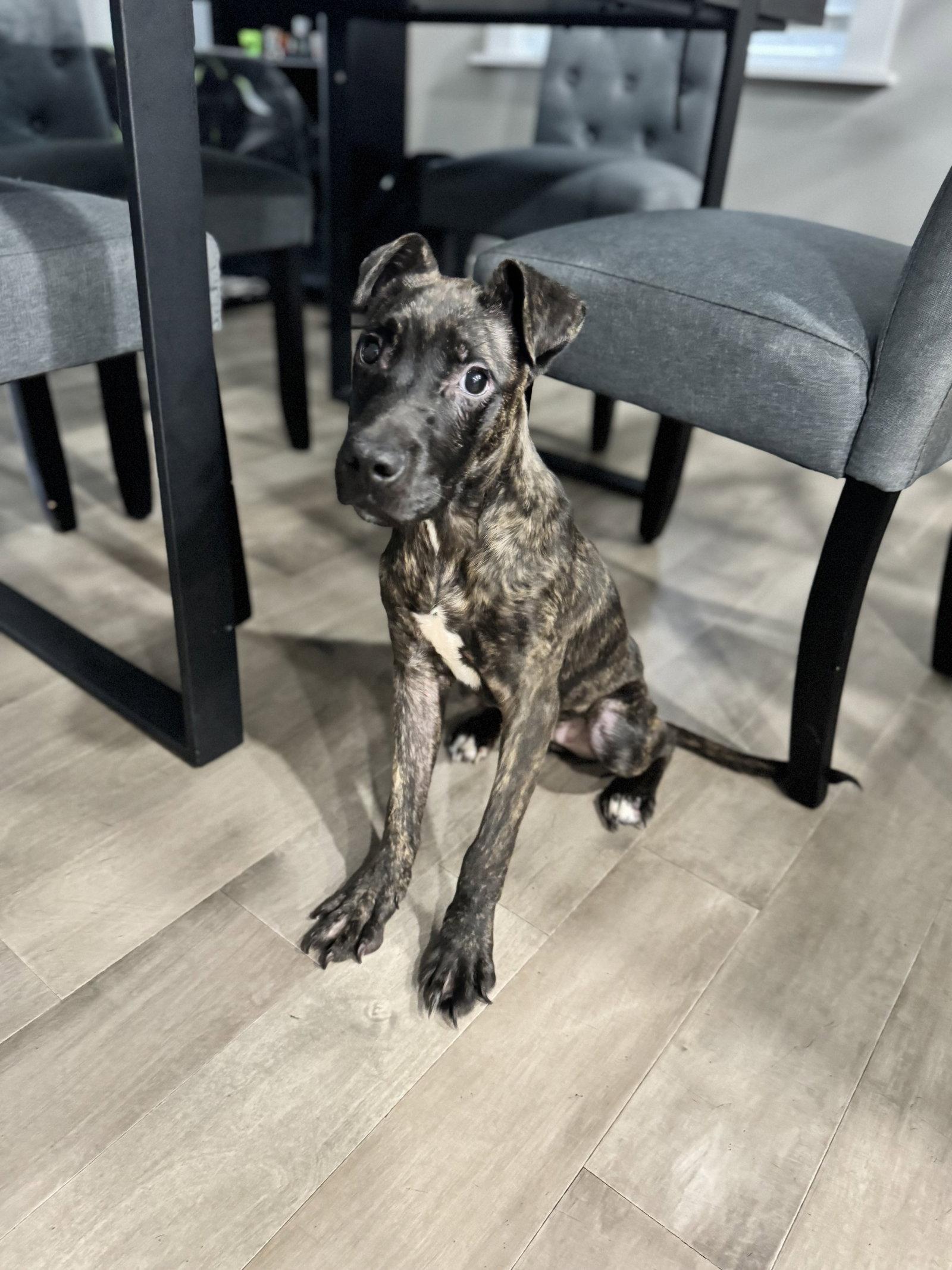 Enlarge Zuri, a Adopted Terrier in Columbus, IN image 1/3
