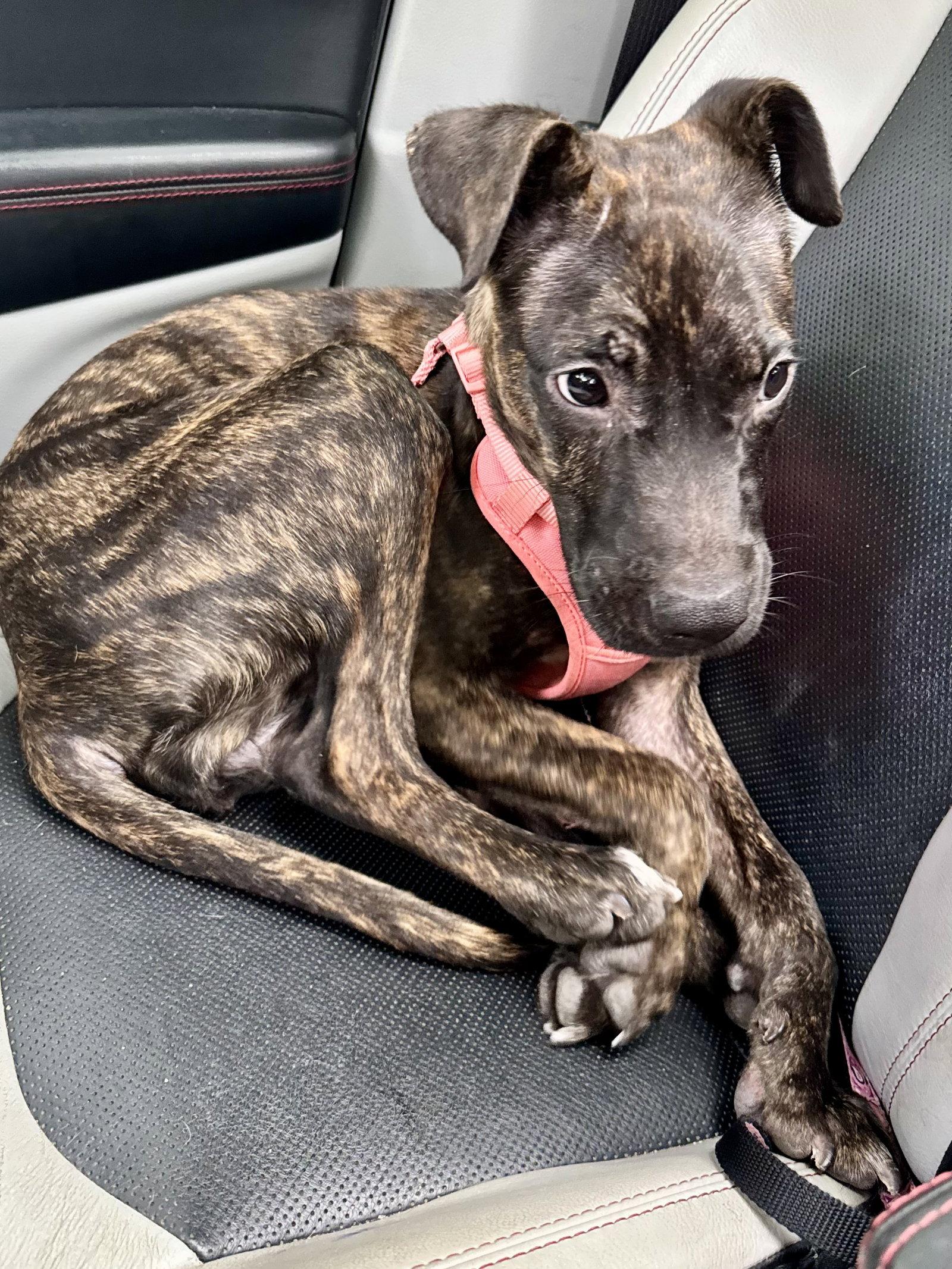 Enlarge Zuri, a Adopted Terrier in Columbus, IN image 2/3