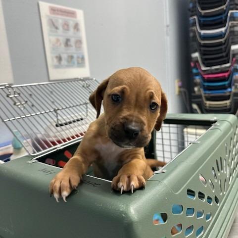 Waffle — thumbnail 3