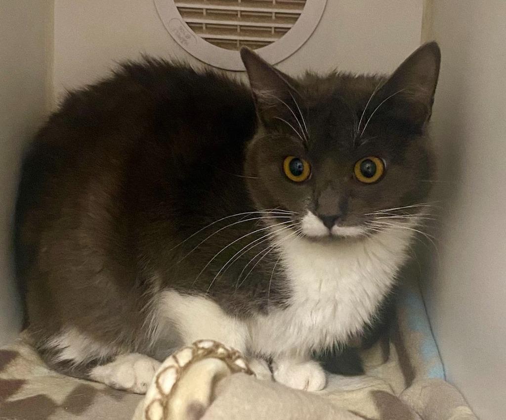 Popsicle, Adoptable, Young Female Domestic Short Hair.