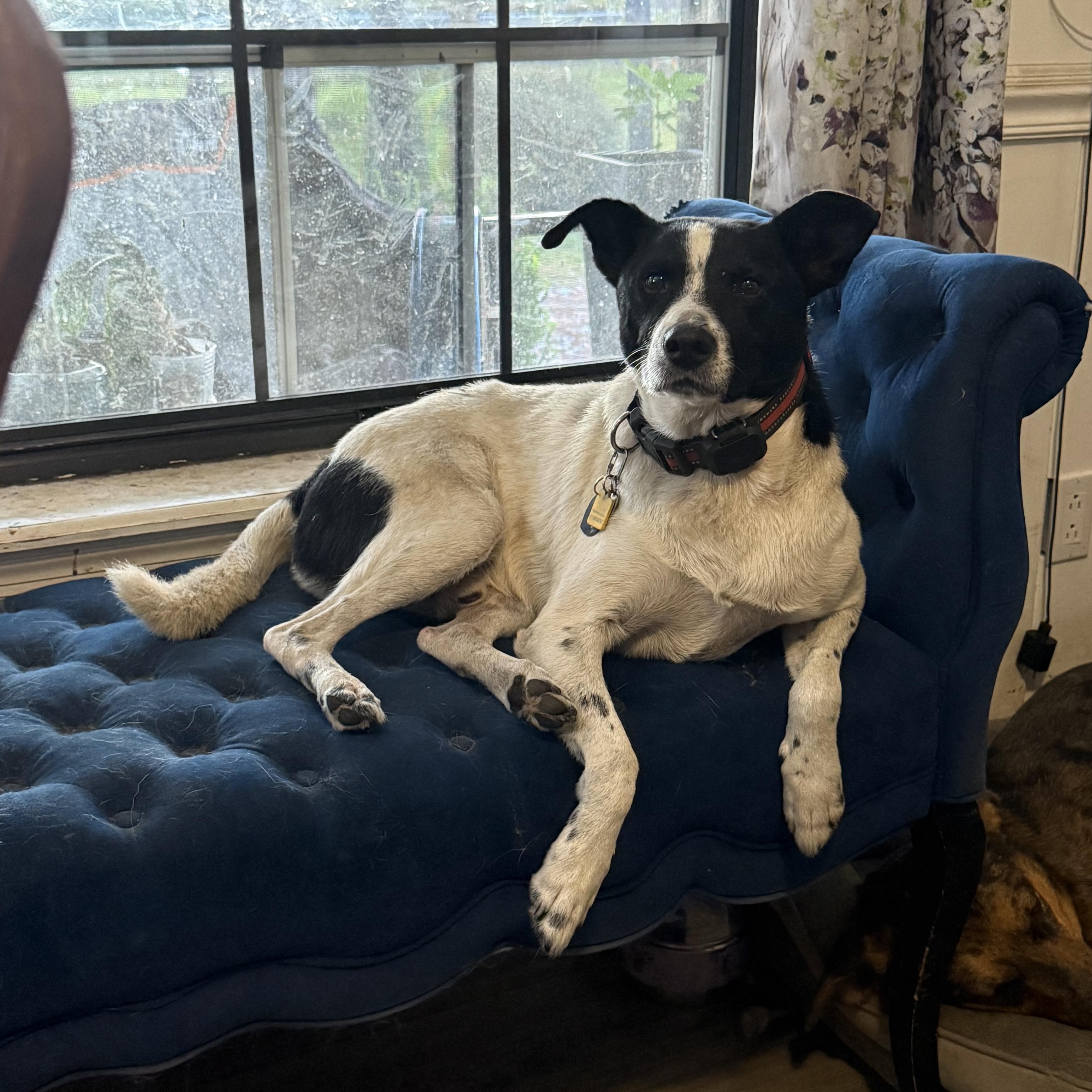 Enlarge Neon, a Adoptable mixed breed in Folkston, GA image 1/1