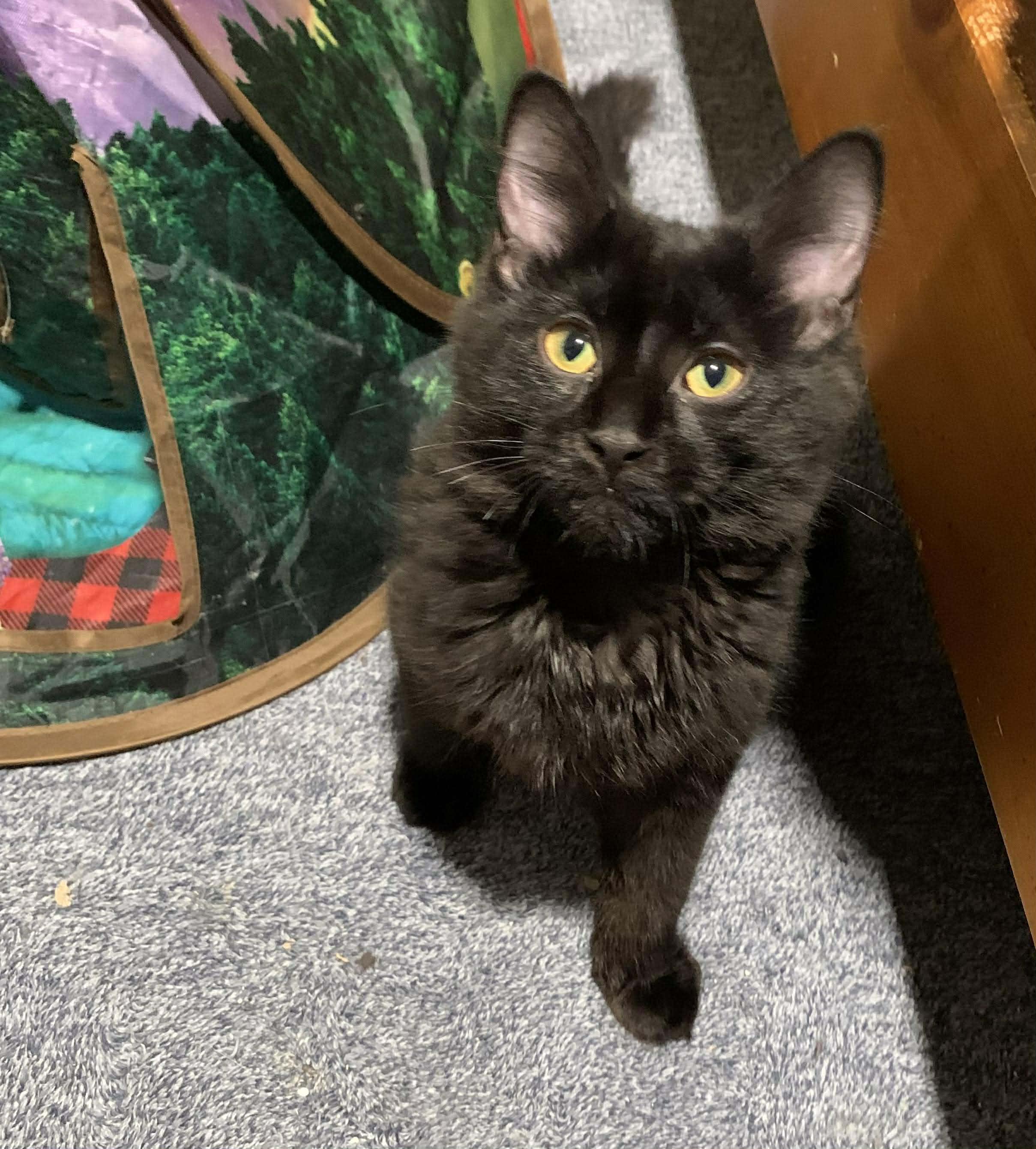 Bear, Adoptable, Young Male Domestic Long Hair.