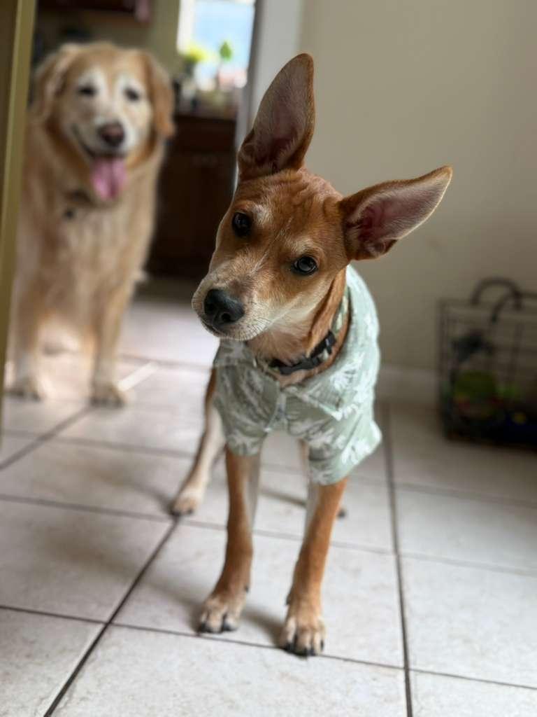 Aramis, Adoptable, Puppy Male Australian Cattle Dog / Blue Heeler & Mixed Breed.
