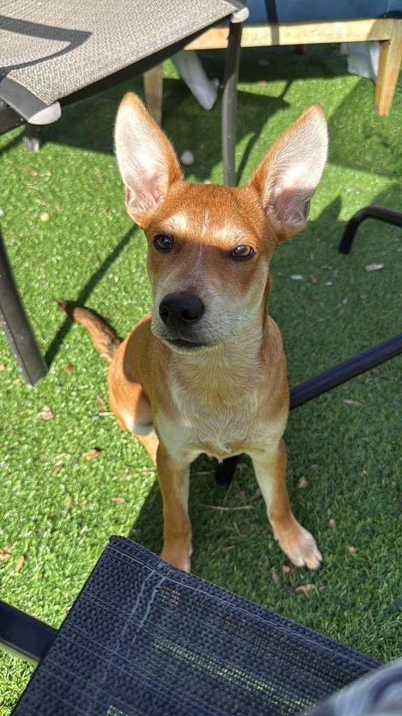 Aramis, a Adoptable mixed breed in Sunrise, FL image 2/4
