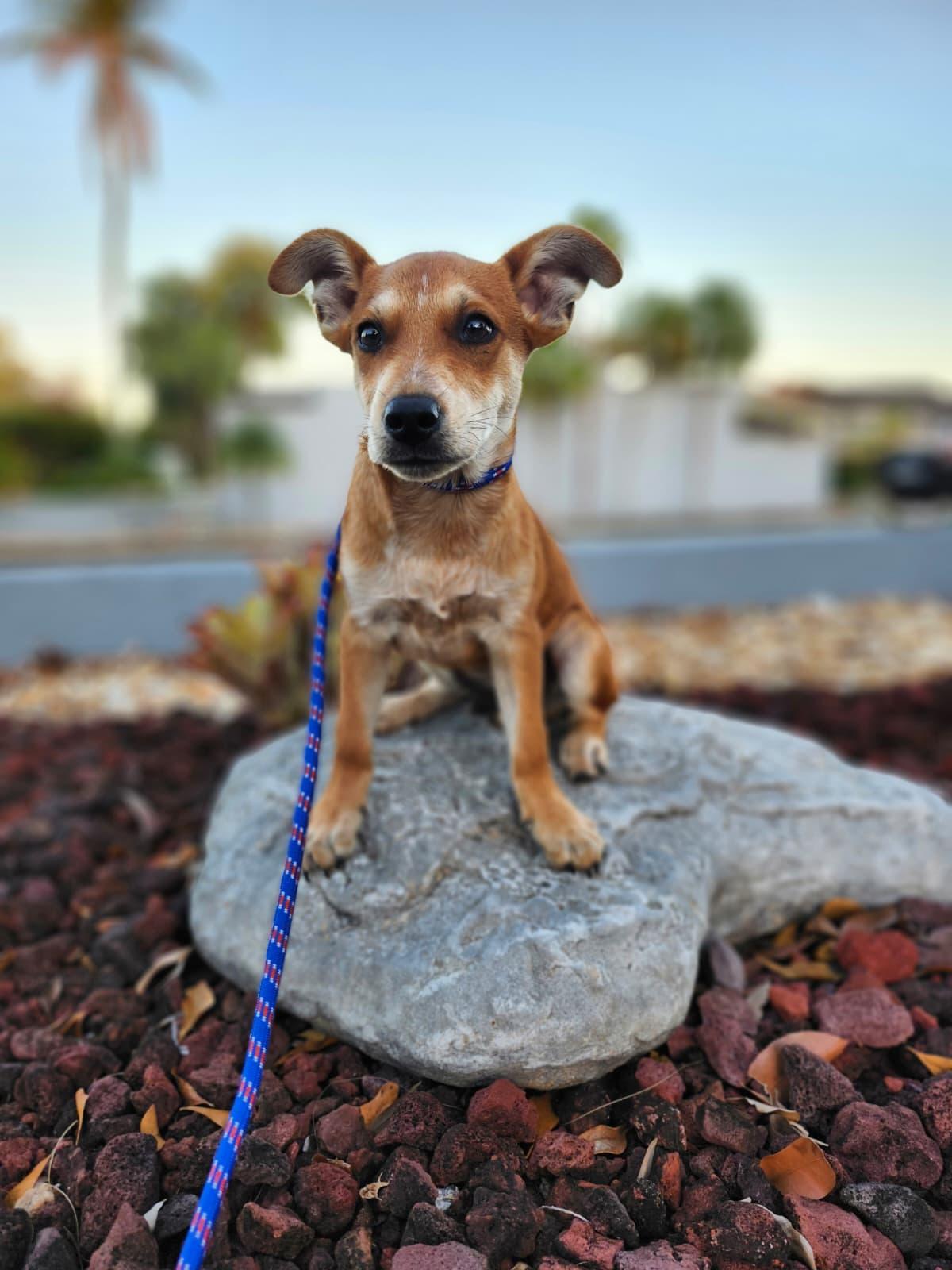 Aramis, a Adoptable mixed breed in Sunrise, FL image 4/4