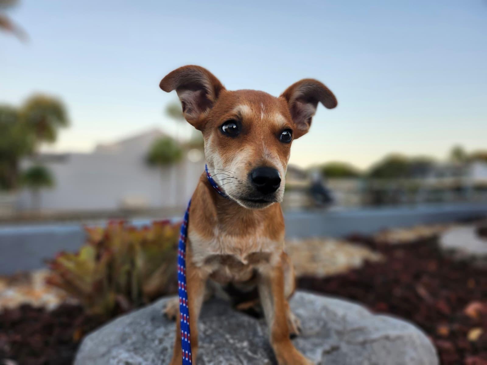 Aramis, a Adoptable mixed breed in Sunrise, FL image 3/4