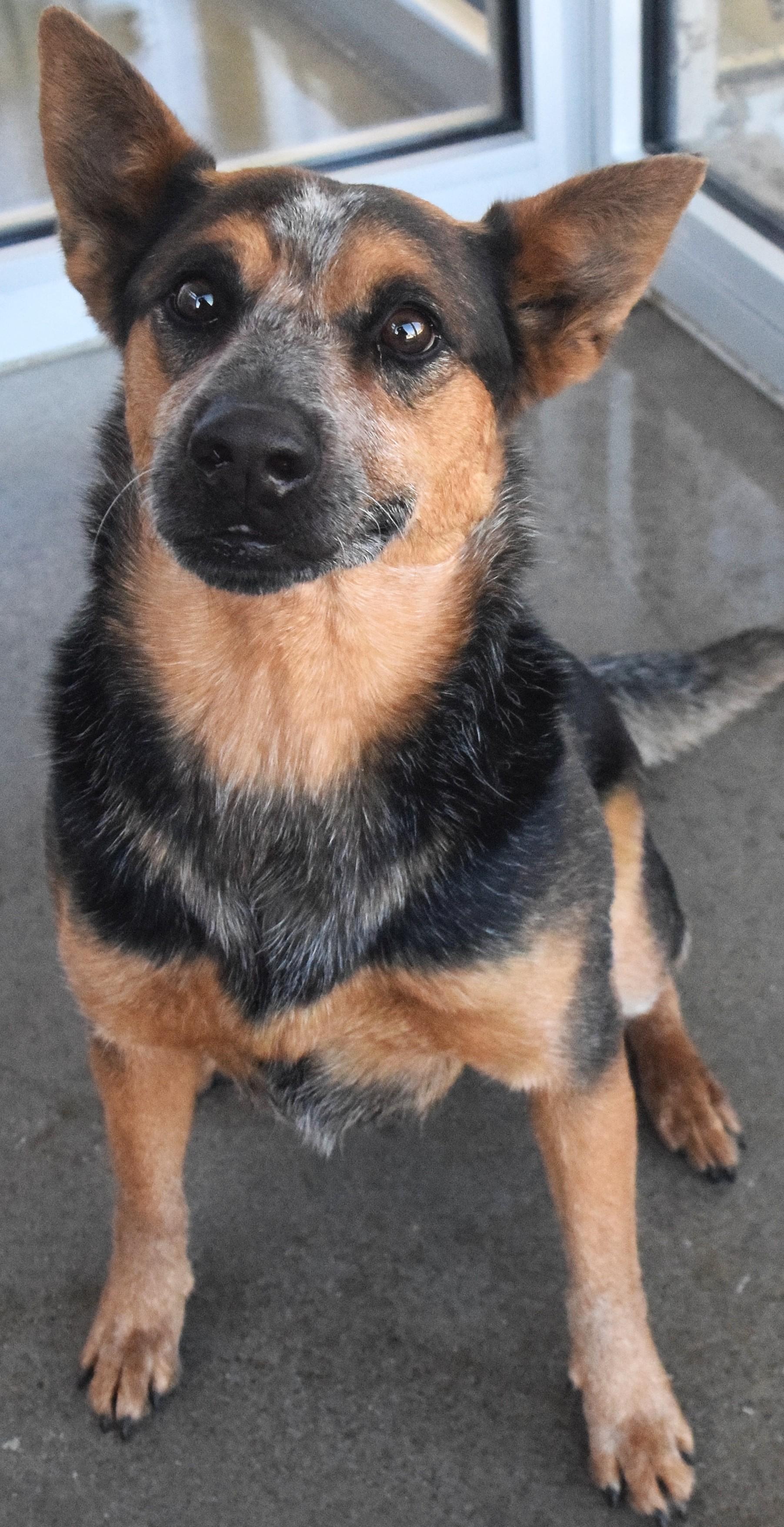 Enlarge #21936, a ADOPTABLE Australian Cattle Dog / Blue Heeler in Broken Arrow, OK image 1/1