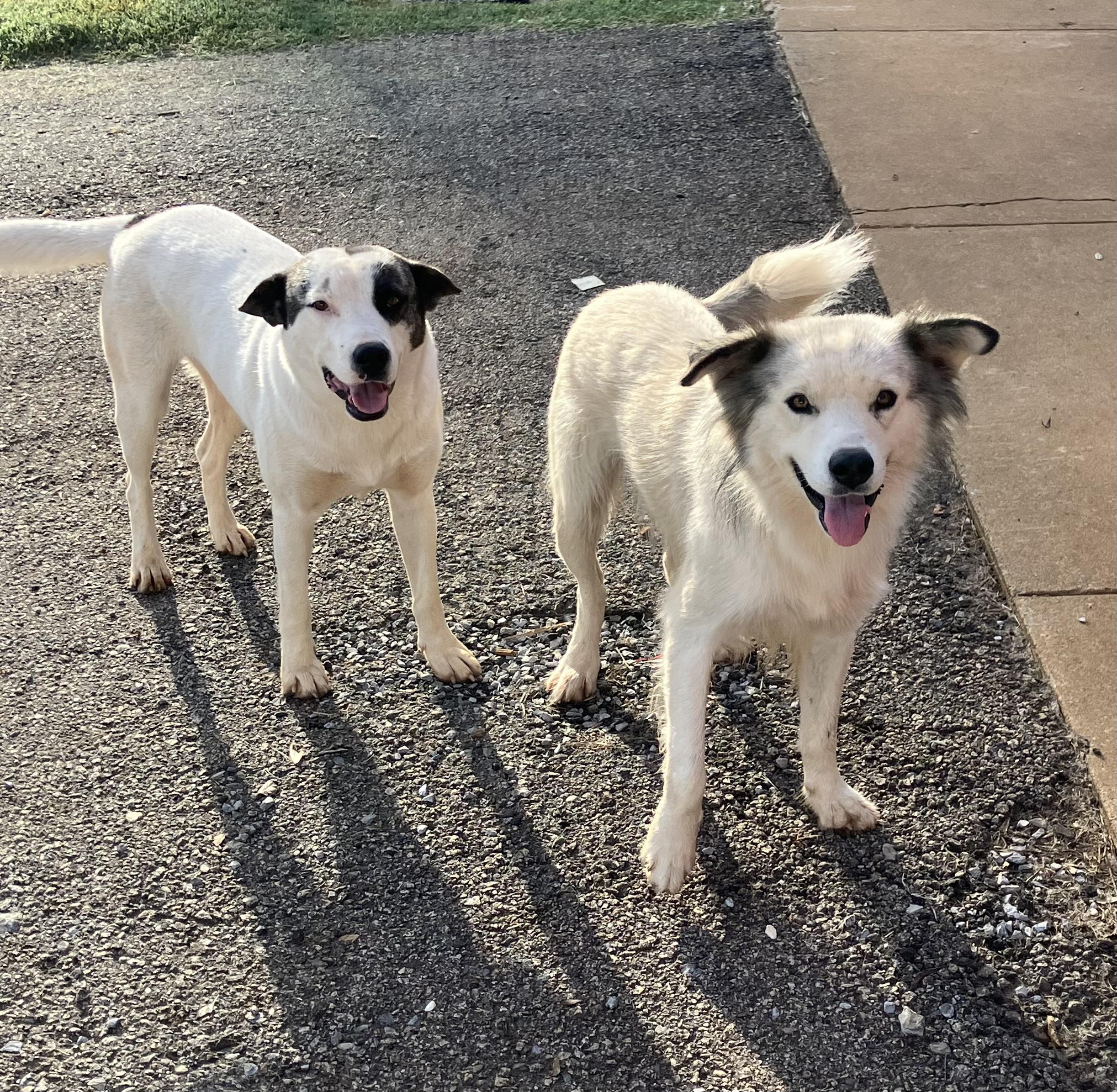 Uki, a ADOPTABLE mixed breed in Sylacauga, AL image 1/2